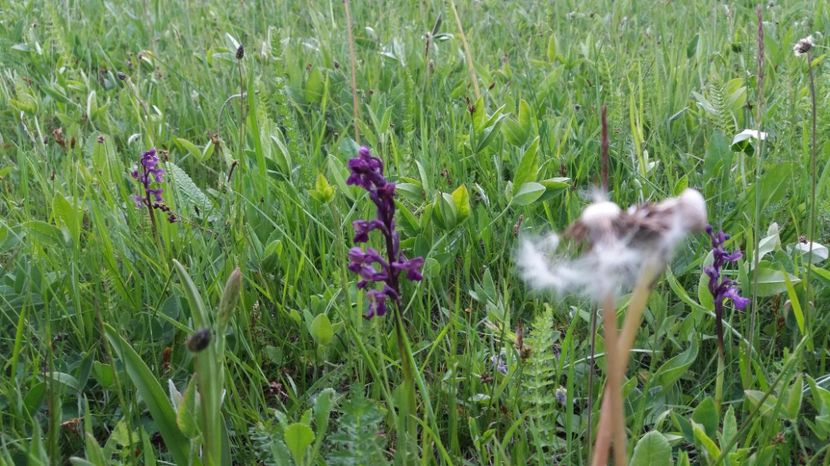  - Ordidee din flora spontana Romania