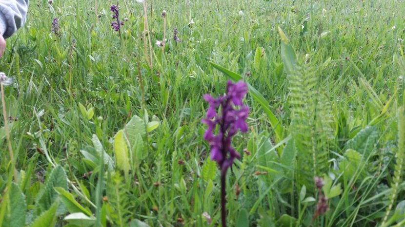  - Ordidee din flora spontana Romania