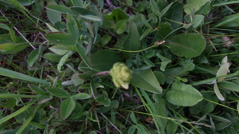 Detaliu frunza - Ordidee din flora spontana Romania