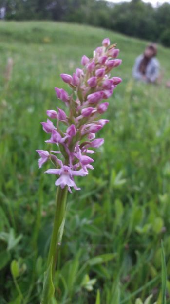  - Ordidee din flora spontana Romania