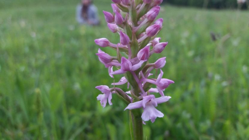 Parfum - Ordidee din flora spontana Romania