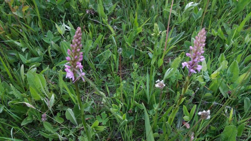  - Ordidee din flora spontana Romania