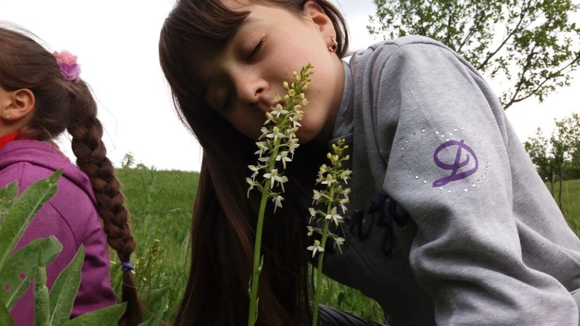  - Ordidee din flora spontana Romania