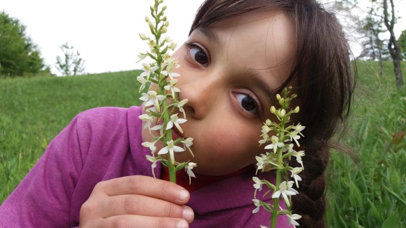 Albe parfumate  - Ordidee din flora spontana Romania