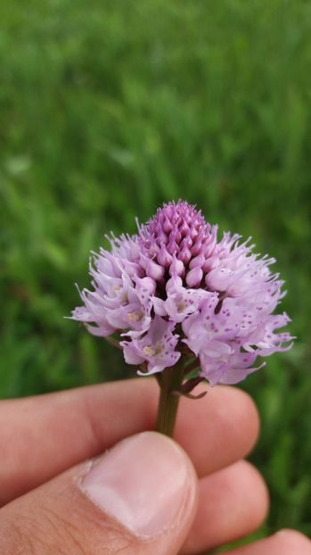 Singura de acest fel gasita - Ordidee din flora spontana Romania