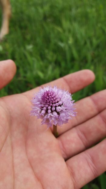 O gingasie - Ordidee din flora spontana Romania