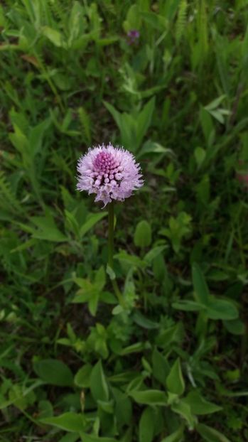  - Ordidee din flora spontana Romania