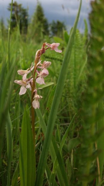  - Ordidee din flora spontana Romania