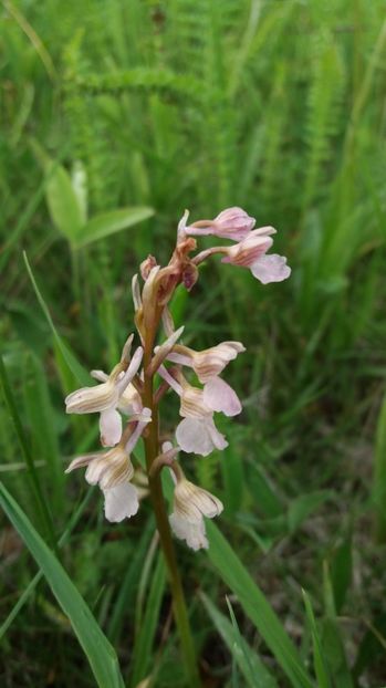 Roz pal - Ordidee din flora spontana Romania