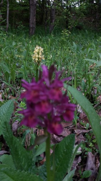 Culoare - Ordidee din flora spontana Romania