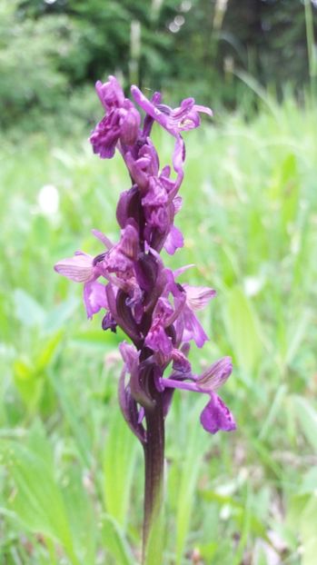  - Ordidee din flora spontana Romania