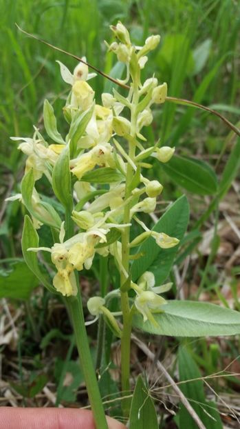 Diferenta dintre a cea parfumat si cea fara parfum - Ordidee din flora spontana Romania
