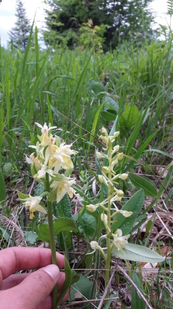 Diferenta - Ordidee din flora spontana Romania
