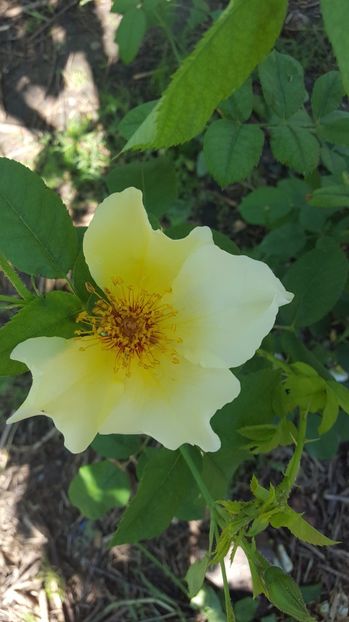 Golden Wings - Trandafiri 2017-1