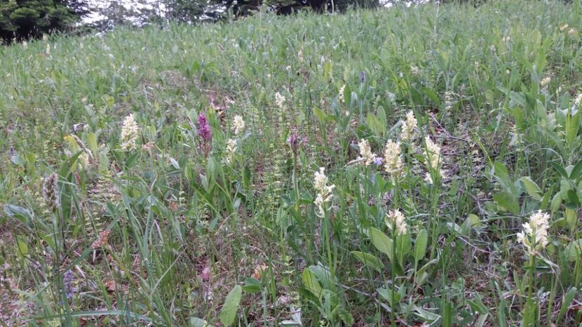 Albe neparfumate - Ordidee din flora spontana Romania