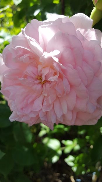 Eglantyne - Trandafiri 2017-1