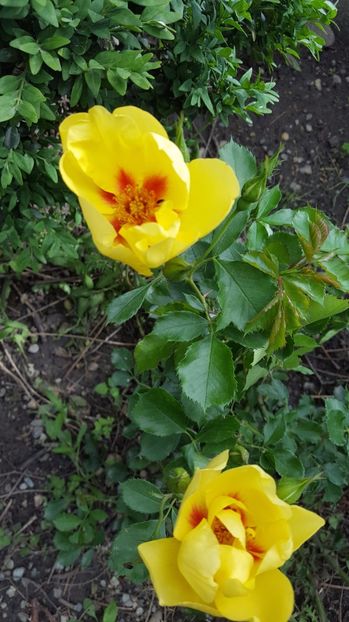 Eyeconic - Trandafiri 2017-1