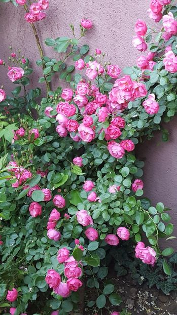 Angela - Trandafiri 2017-1