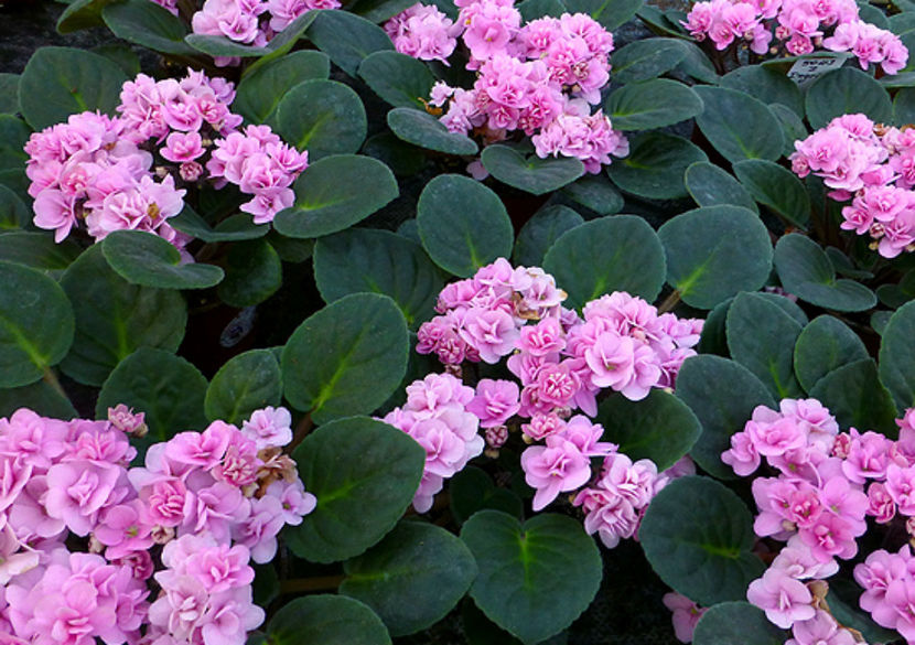 rhapsodie_ingrid_optimara_2 - Violeta nr 2 de la Stanica Rhapsodie Ingrid