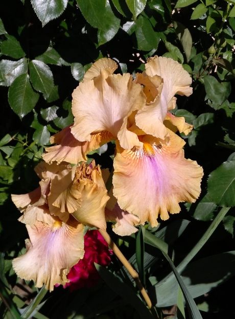 Polish Princess - 2017 irisi