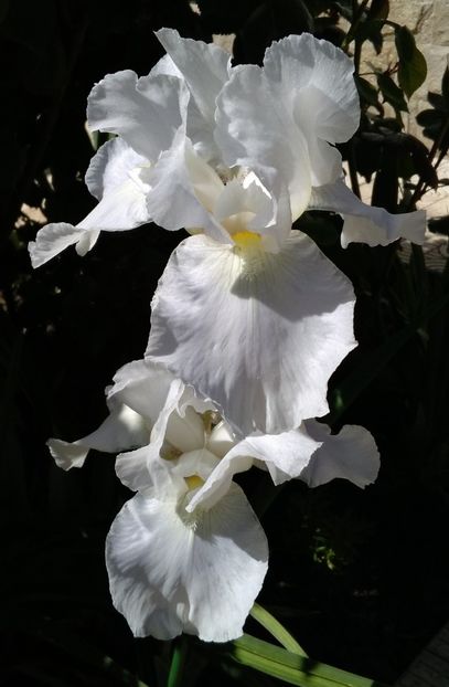 immortality , preferatul smaranditzei :) - 2017 irisi