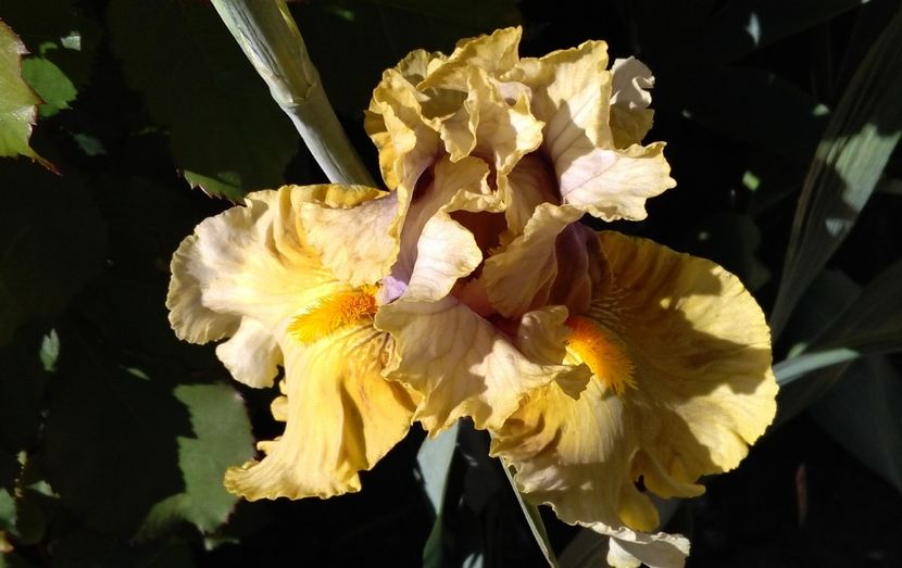 Secret Rites - 2017 irisi