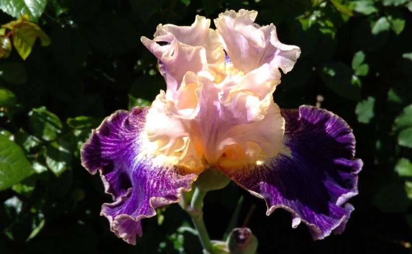 Fancy Dog, prima inflorire, plantat 2016 :) - 2017 irisi