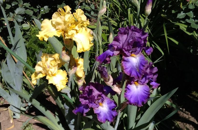 Afternoon in Rio+Land art - 2017 irisi