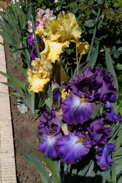 Afternoon in Rio+Land art - 2017 irisi