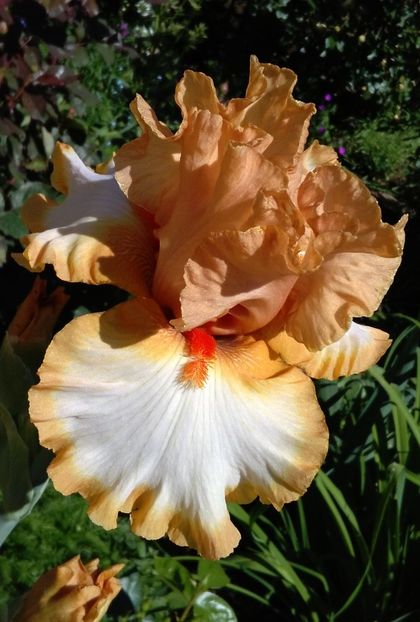 Orange titan, prima inflorire, plantat 2016 :)) - 2017 irisi