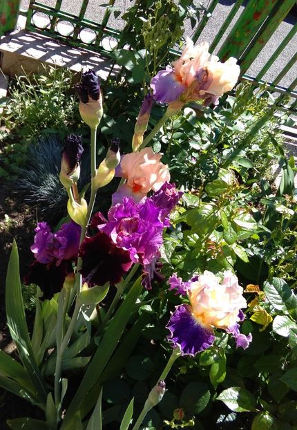 Im Back+Fancy Dog+Poem of Extasy - 2017 irisi