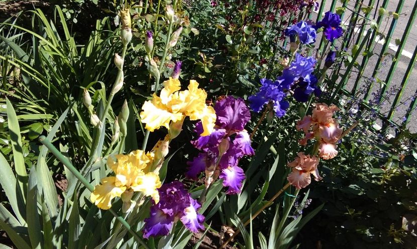 Afternoon in Rio+Land art+Yaquina blue+Paul Black+Homebody - 2017 irisi