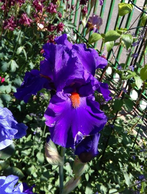 Paul Black, prima inflorire, plantat 2016 :)) - 2017 irisi