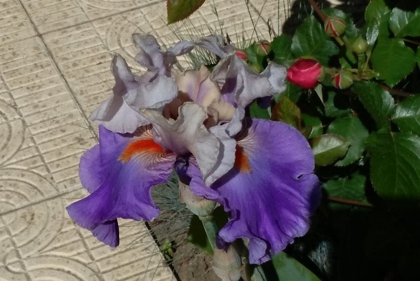 Hot Gossip, prima inflorire, plantat 2016:)) - 2017 irisi