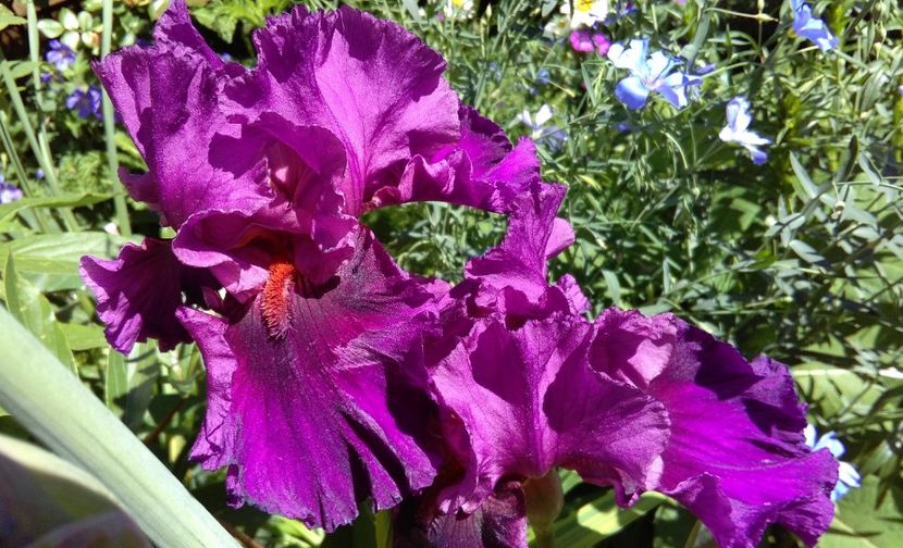 Who s a toff - 2017 irisi