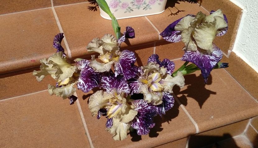 Gnus Flash, rupt de vant :( - 2017 irisi