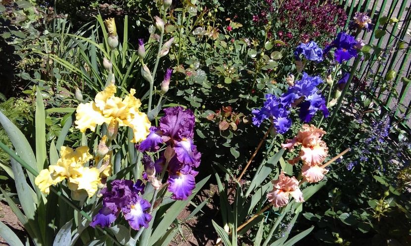 Afternoon in Rio+Land art+Yaquina blue+Paul Black+Homebody - 2017 irisi