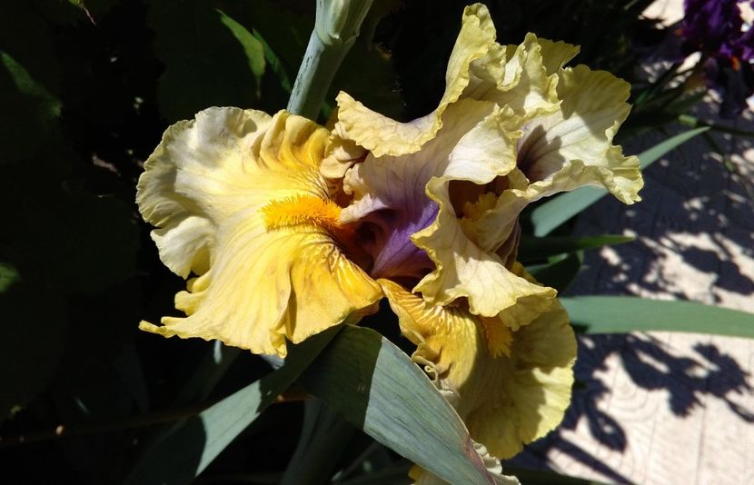 Secret Rites - 2017 irisi