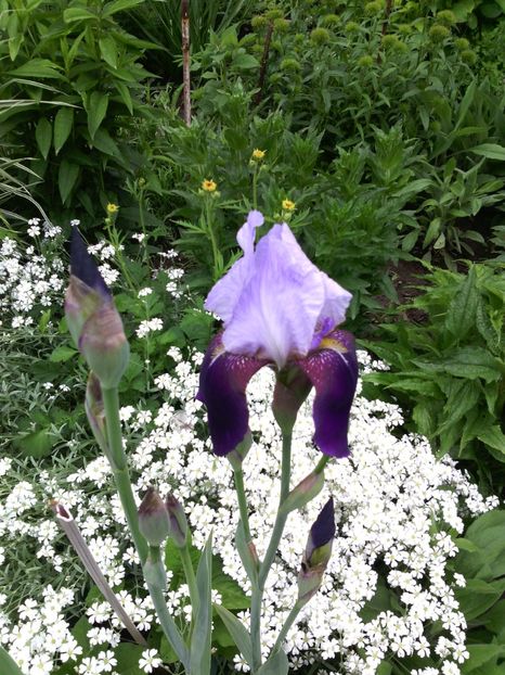  - 01-Flori din curtea mea 2017