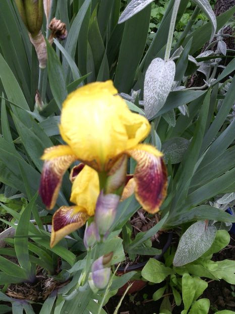  - 01-Flori din curtea mea 2017