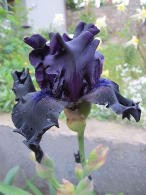 Ghost Train-2013 - Iris germanica de vanzare- 2017