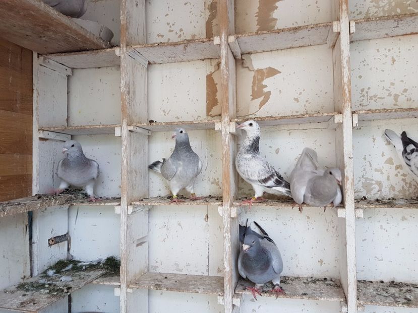 20170519_163521 - Copy - Pui 2017