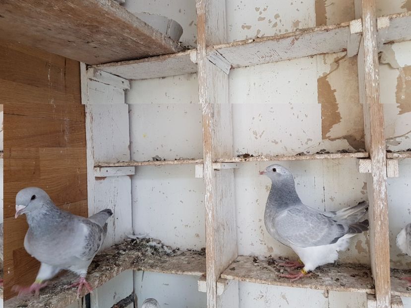 F  dreapta super - Pui 2017