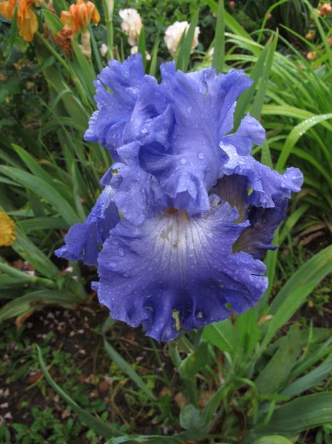 MEMPHIS BLUES_7677 - Iris germanica de vanzare- 2017