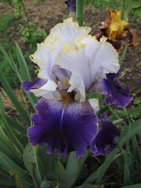 SLOVAK PRINCE_7377 - Iris germanica de vanzare- 2017