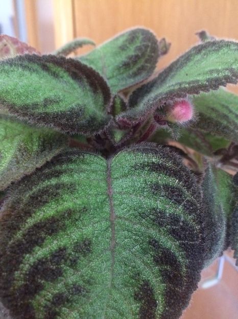 21.05.2017 - Episcia Pink Panther
