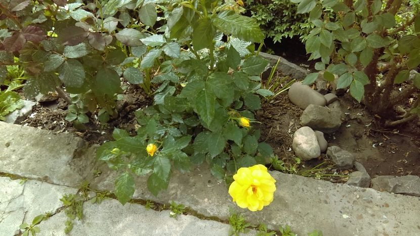  - floribunda frieesia
