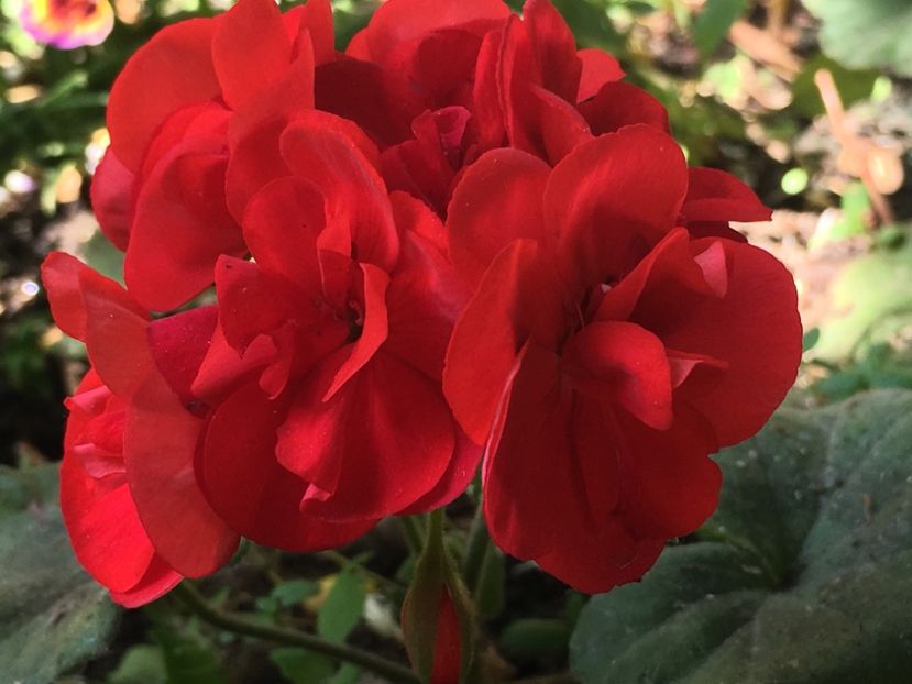 Classic Red - Muscate colectie