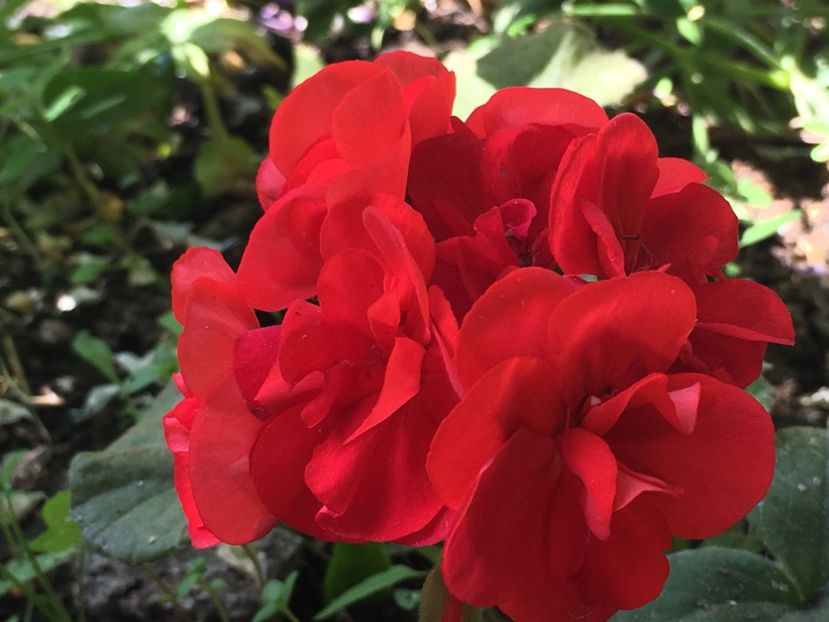 Classic Red - Muscate colectie