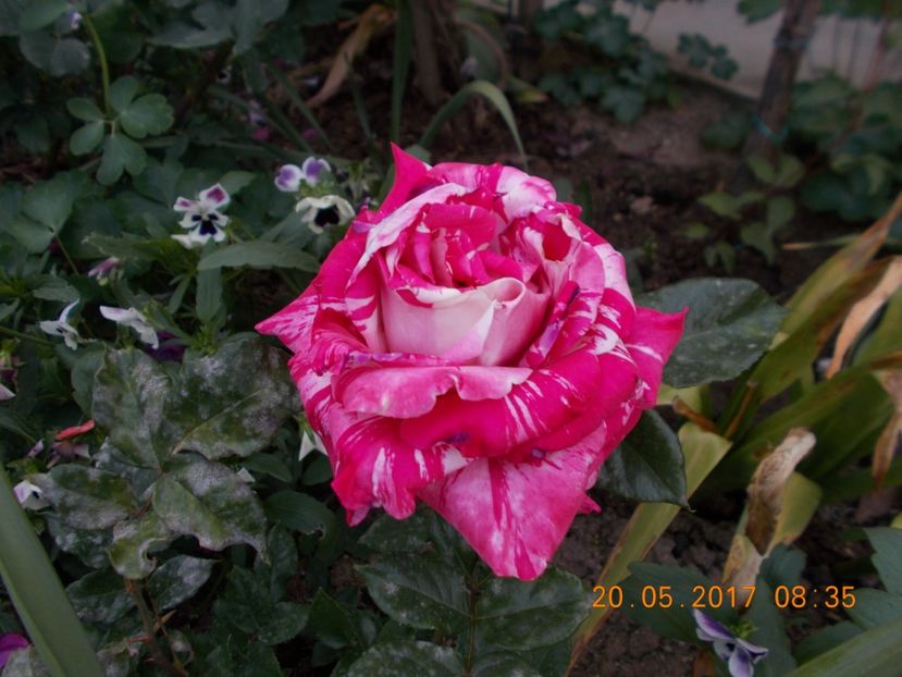 Prins din  butas-Ungaria - TRANDAFIRI 2017